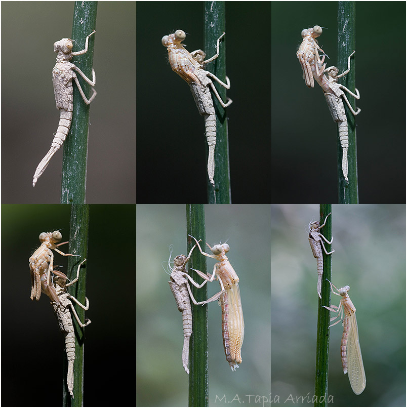 Platycnemis latipes photo 1